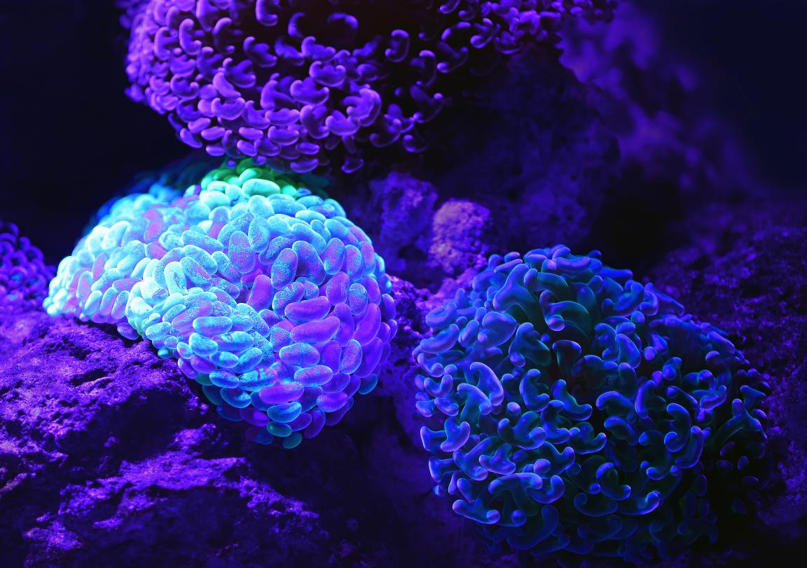 Microscopic organisms